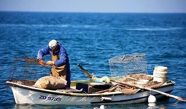 Puntina, ביבינייה